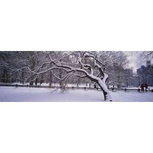  Trees Covered with Snow in a Park, Central Park, New York 