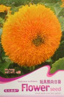 A023 Flower Orange New Teddy Bear Sunflower Seed Pack D  