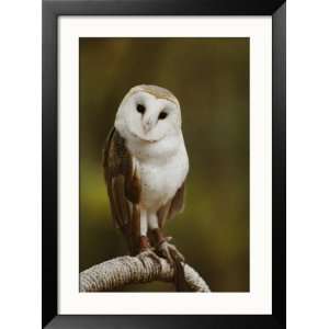  A Snowy Faced Barn Owl is One of the Wildlife Exhibits at 