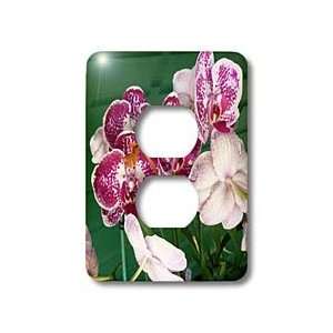   Flowers   Hot Pink Orchids   Light Switch Covers   2 plug outlet cover