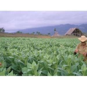 Tobacco Harvest, Vinales Valley, Pinar Del Rio Province, Cuba, West 